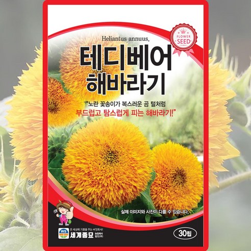 세계종묘 테디베어 해바라기 씨앗 30립 테디베어 해바라기 꽃씨 종자, 1개