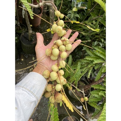 霏霏園藝 大果油柑 - 花園工具組 | 酷澎