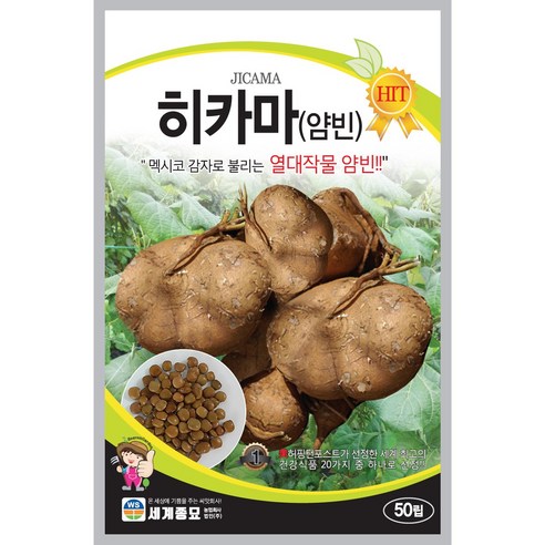 세계종묘 히카마 (얌빈) 씨앗 50립, 1개