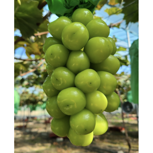 Dajunpam Syainmeoseuket Hauseu Jeuppoktan Honey Grape , 1 Box , Syain 1 kg (2 Song ) (다준팜 샤인머스켓 하우스 프리미엄 과즙폭탄 꿀포도, 1박스, 샤인 1kg (2송이))