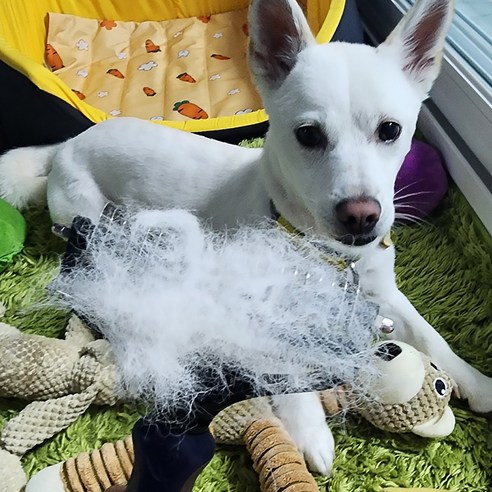 독스랩 강아지 털갈이 빗 디디브러시 엉킨털 죽은털 제거 고양이 솔직 후기 | 실제 사용자 리뷰 총정리 - 상품 이미지 4