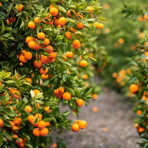 [쿠팡] 귤 제주감귤 10kg (9,300원 /무배)