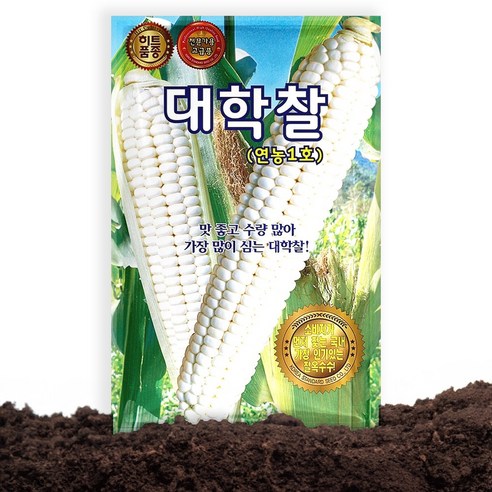 KS종묘 대학찰 옥수수 씨앗 70립 연농1호 옥수수씨 종자, 1개