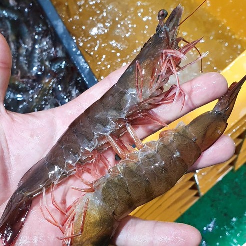 그대의밥상 국산 활 흰다리새우, 1kg (35미 내외), 1개