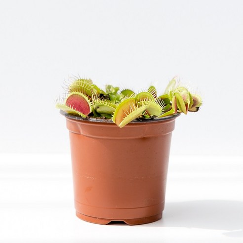 여름밤 모기와의 전쟁 이제 끝내고 싶으신가요