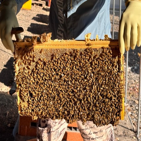 자연동행 100% 국내산 강원도 홍천 벌집꿀 천연 밀랍 요아정 벌꿀 집 250g, 1개 이미지 3