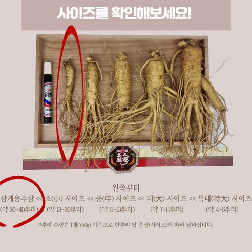 5년근 6년근 삼계탕용 인삼 1인 가정 백숙만들기 인삼 1인분 초복 중복 말복 복날 추천 요리학원 준비물 50g, 1세트 이미지 3