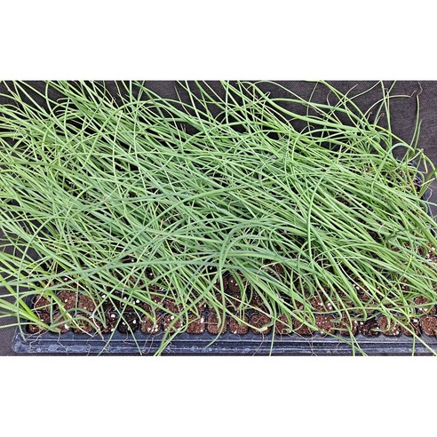 내 손으로 직접 키운 신선한 양파, 텃밭 가꾸기의 시작