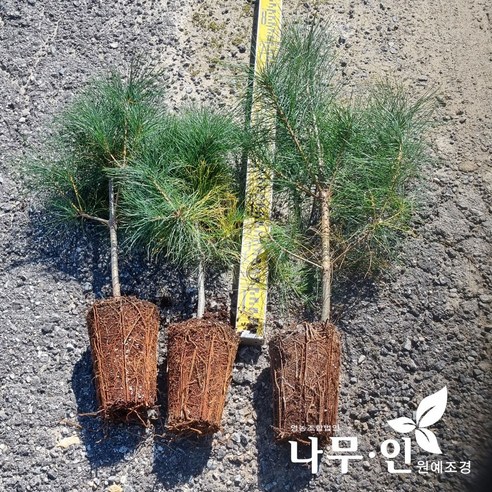 [나무인] 소나무 적송 2년생묘목 4개 - 묘목 | 쿠팡
