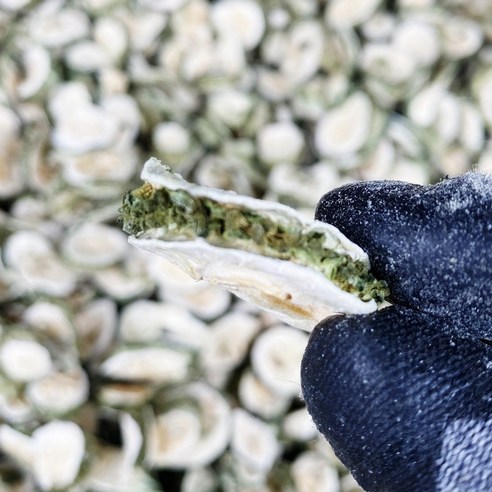천일한약방 국산 건여주 햇여주 2025년 300g, 2개 이미지 3