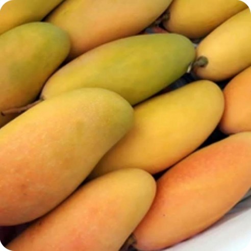 18brix 꿀당도 무지개망고, 여름의 완벽한 달콤함