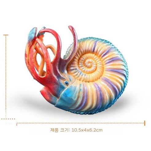 선호그룹 삼엽충 화석 운석 화폐석 피규어 모형 공룡 전시 액침표본 고생대 동물, 암모나이트, 1개