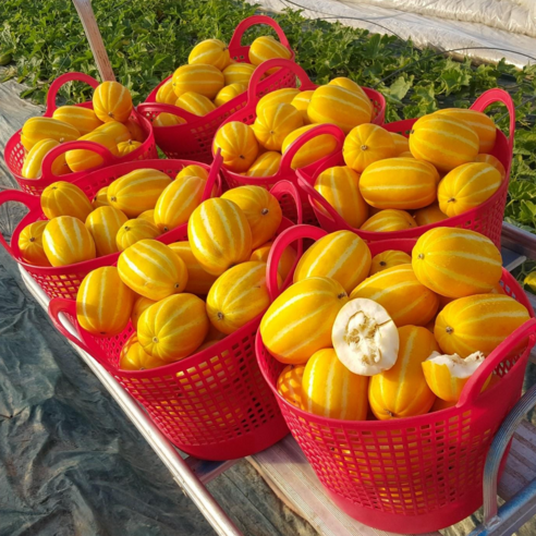 [저렴상품/수량한정판매] 성주 참외 10kg 가정용못난이, 꿀보다 달콤한 기회를 놓치지 마세요!