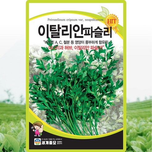 세계종묘 이탈리안 파슬리 씨앗 200립 향나물 파슬리씨 허브 종자, 1개