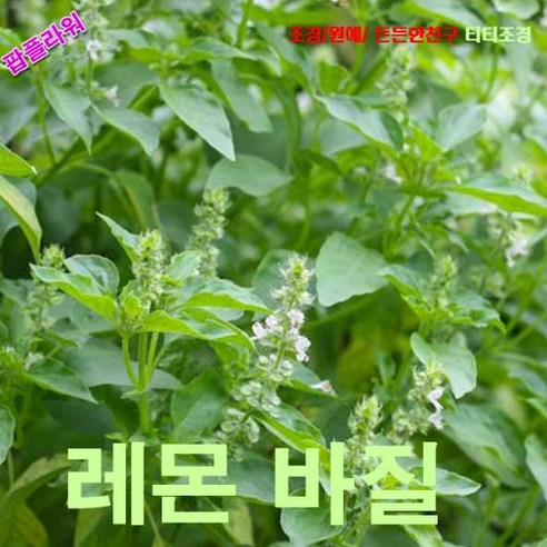 팝플라워 레몬바질 (Lemon Basil) 씨앗 30립