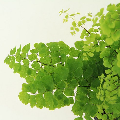 우리 집 공기가 달라지는 마법