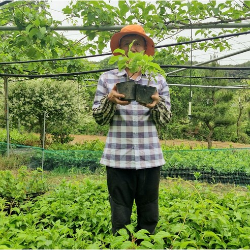 마당 한켠, 나만의 작은 보물섬을 만들고 싶으신가요 다래나무묘목