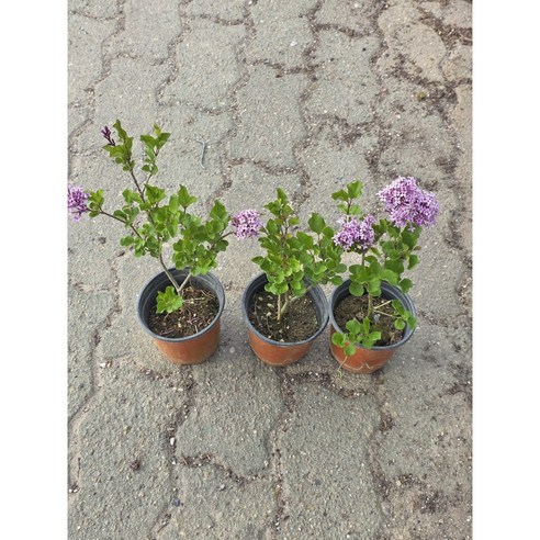 우리 집에 찾아온 라일락 정원, 은은한 향기로 집 안 가득 봄을 채우세요