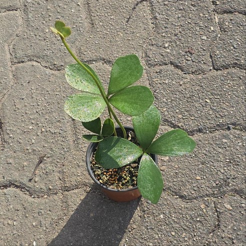 멕시코소철, 실내 공기를 바꾸는 초록 친구