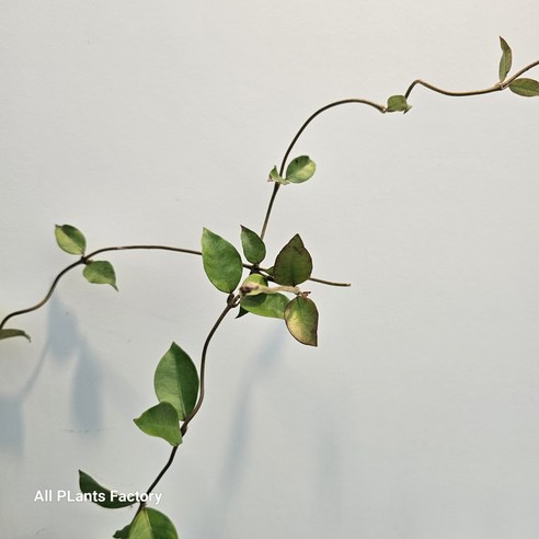 우리 집 창가에 찾아온 봄날의 싱그러움