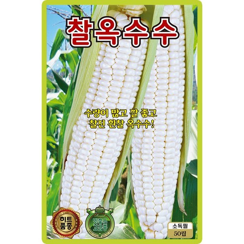 산들마켓 찰옥수수씨앗 50립 찰기가 좋고 당고 높은 옥수수씨 종자, 1개