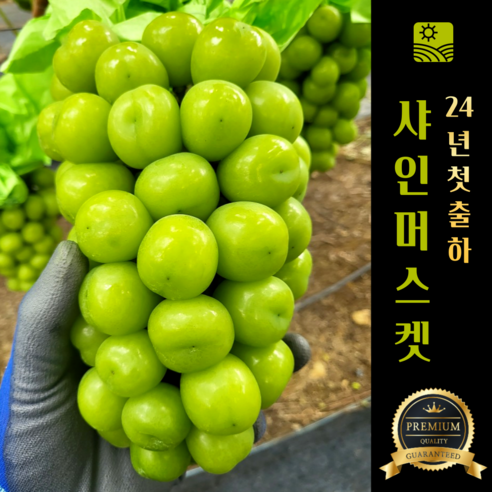 Nong Sheets Jiksong Eokaepanjeon Package High Sweetness Shine Muscat (18 Beurikseucho ), 1 Box , Jeongyong ( Sang )1 kg (2 Song ) ([농장직송 에어캡안전포장] 고당도 프리미엄 샤인머스캣 (18브릭스초과), 1박스, 가정용(상)1kg (2송이))