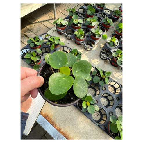 작은 필레아 페페 하나로 공간에 건강한 숨을 불어넣으세요.