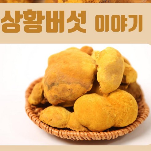 국산 상황버섯 분말 가루 250g 식약처인증 250g, 2개 맛있게 먹은 솔직 후기 - 상품 이미지 3