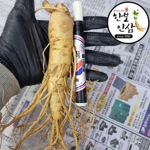 6년근 풍기 인삼 세척 수삼 인삼 황삼 풍기인삼시장 한보인삼사 이미지 4