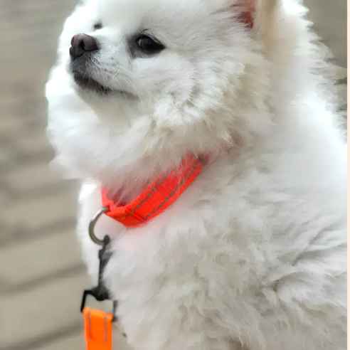 라온커넥션 튼튼한 강아지 목줄 산책용품, 주황