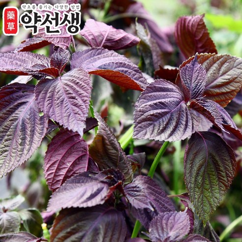 약초약선생 국산 자소엽 차조기잎 차즈기 농장직송 생자소엽 300g, 1개 이미지 2