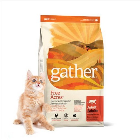 게더 성묘용 프리에이커 레시피 건식사료 솔직 후기 | 실제 사용자 리뷰 총정리 썸네일