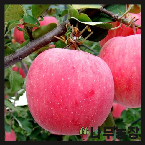 늦잠 잔 아침 텅 빈 과일 바구니 사과나무 묘목 하나면 괜찮아요