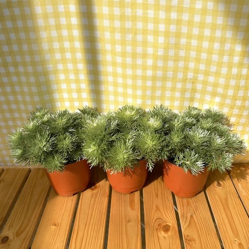 밋밋한 공간에 생기를 불어넣는 은은한 비밀