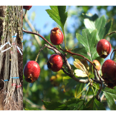마당 한구석, 휑한 풍경에 생기를 불어넣는 방법 산사나무 마당 한구석, 휑한 풍경에 생기를 불어넣는 방법 산사나무