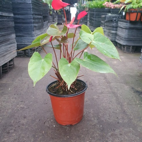 공간에 붉은 생기를 더하는 안스리움 레드