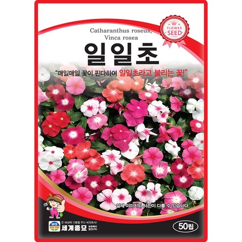 세계종묘 일일초 씨앗 50립 일일초 꽃씨 종자, 1개