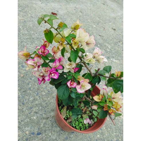 倪瑄推薦2025特殊品種7/8吋粗根盆栽：樂天唯美仙系九重葛/三角梅，一盆