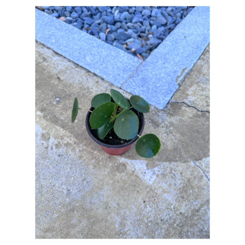 작은 필레아 페페 하나로 공간에 건강한 숨을 불어넣으세요.