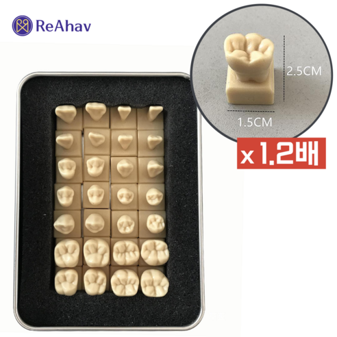 레아하브 덴트박스 1.2배 치아모형, 28개