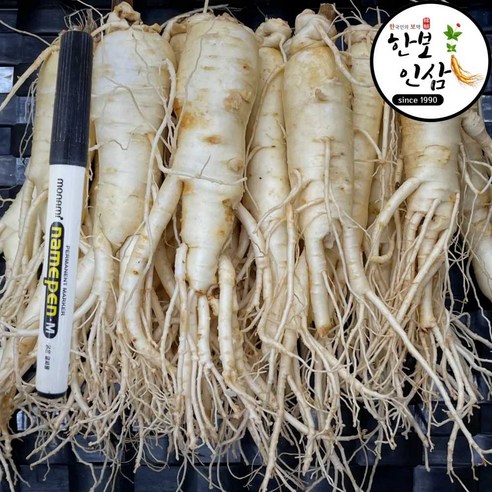 6년근 풍기 인삼 세척 수삼 인삼 황삼 풍기인삼시장 한보인삼사 이미지 3