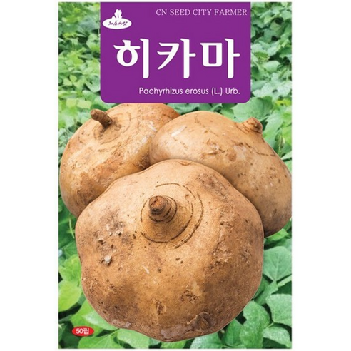 청농 멕시코 감자 히카마 씨앗 50립, 1개