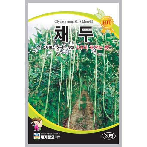 채두 씨앗 30립 텃밭 채소 씨, 1개