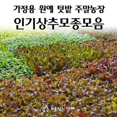 [모종심는아빠] 상추 모종 모음 - 채소모종 | 쿠팡