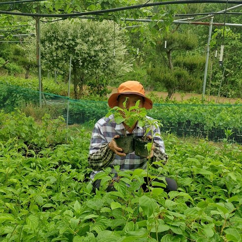 시간이 키우는 건강한 행복, 토종 다래 묘목으로 시작하세요