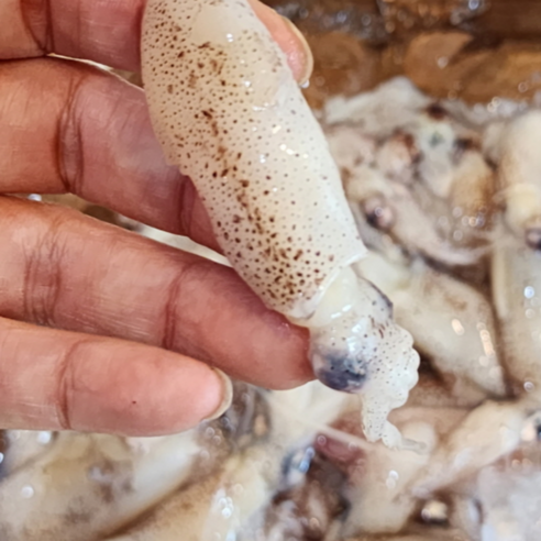 신선한 호래기로 즐기는 쫄깃한 바다의 맛