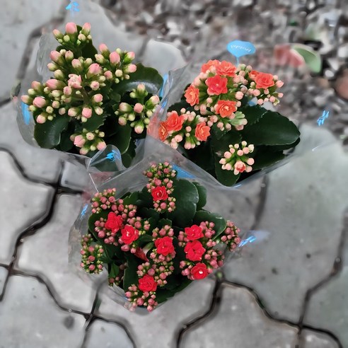 칼란디바 카랑코에 겹꽃 꽃 소품