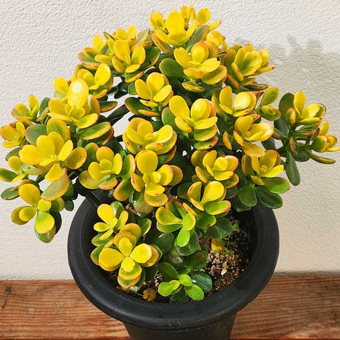 삭막했던 일상에 싱그러움을 더해주는 키다리 염좌대품