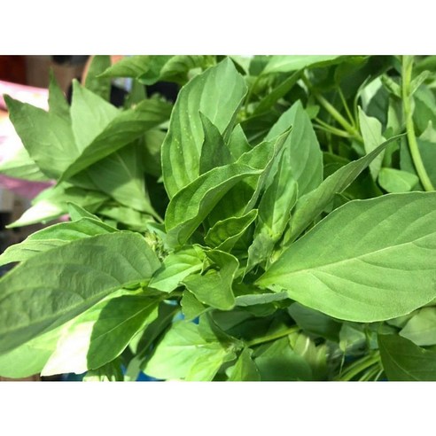 국내재배 맹락(LEMON BASIL) LA E TRANG 100g