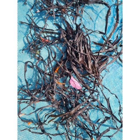바다의 신선함을 그대로 담은 말린 지누아리로 잃어버린 입맛을 되찾으세요